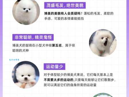 俊介君是什么品种的犬？教你一眼认出它。