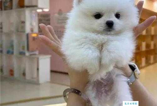 俊介君是什么品种的犬?教你一眼认出它。