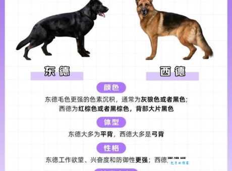 德国牧羊犬幼犬吃什么狗粮？健康成长食谱推荐！