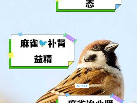 家雀怎么叫？听懂家雀的各种鸣叫声！