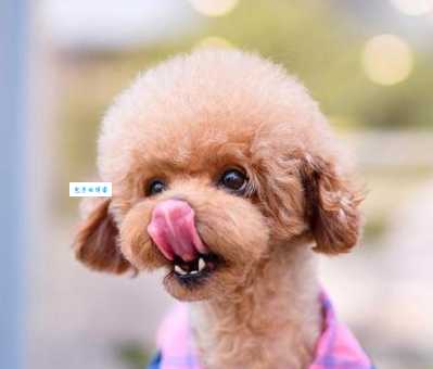 红贵宾掉毛吗？这样护理毛发更健康！