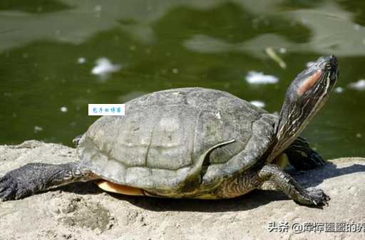 豹龟感冒怎么治疗？兽医推荐的有效方法！