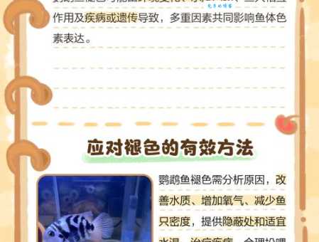 血鹦鹉怎么养水质是关键！保持水清鱼健康！