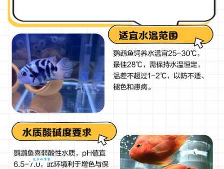 血鹦鹉怎么养水质是关键！保持水清鱼健康！