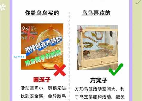 鲜红胸鹦鹉怎么繁殖？教你轻松孵化小鹦鹉！