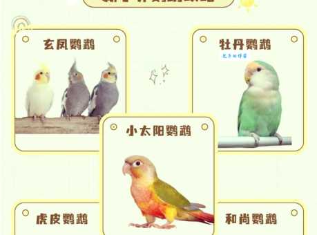 鲜红胸鹦鹉怎么繁殖?教你轻松孵化小鹦鹉!