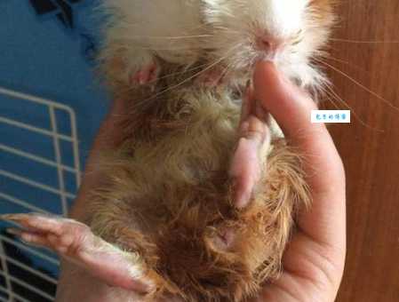 逆毛天竺鼠掉毛怎么办？几个小妙招轻松解决问题！