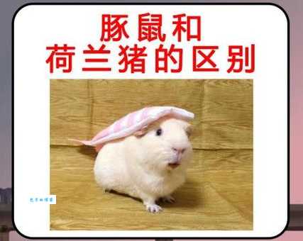 逆毛天竺鼠掉毛怎么办？几个小妙招轻松解决问题！