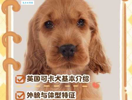 可卡犬性格怎么样？聪明活泼还是调皮捣蛋？