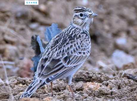 日本云雀有哪些习性？揭秘它的独特生活！