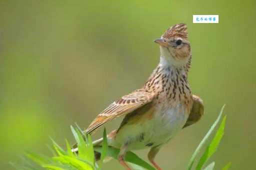 日本云雀有哪些习性？揭秘它的独特生活！