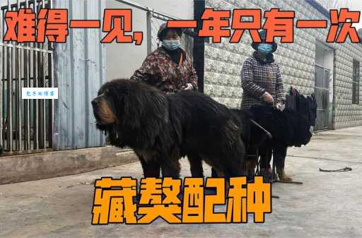 藏獒交配的最佳时间？错过这个时机就晚了！