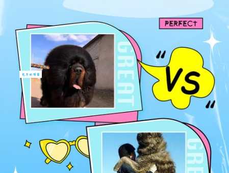 藏獒交配的最佳时间?错过这个时机就晚了!