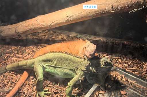 绿鬣蜥好养吗？新手饲养前必看这几点！