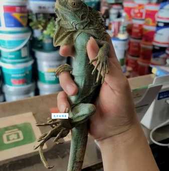 绿鬣蜥好养吗？新手饲养前必看这几点！