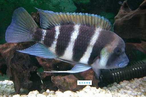 皇冠六间怎么养？新手养殖技巧大揭秘！