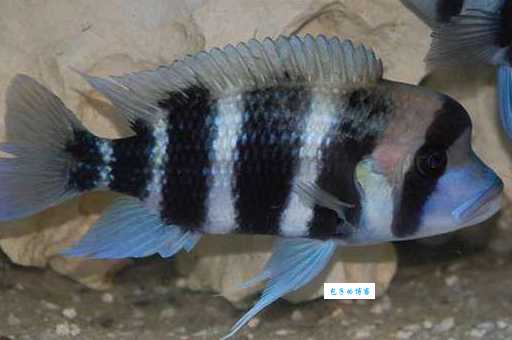 皇冠六间怎么养？新手养殖技巧大揭秘！