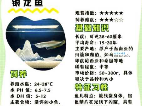 银龙鱼能吃吗？看完这篇文章你就明白了！