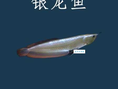银龙鱼能吃吗？看完这篇文章你就明白了！