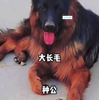 长毛德国牧羊犬为什么受欢迎？颜值高还很聪明！