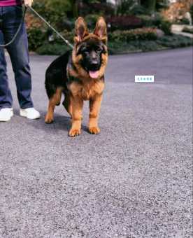 长毛德国牧羊犬为什么受欢迎？颜值高还很聪明！