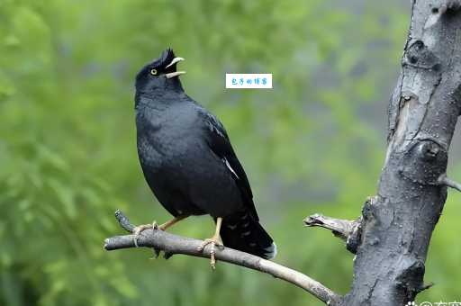 鹩哥的寿命有多久?看完这篇你就明白了!