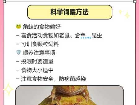 蝴蝶角蛙价格一般多少钱?新手养蛙必看!