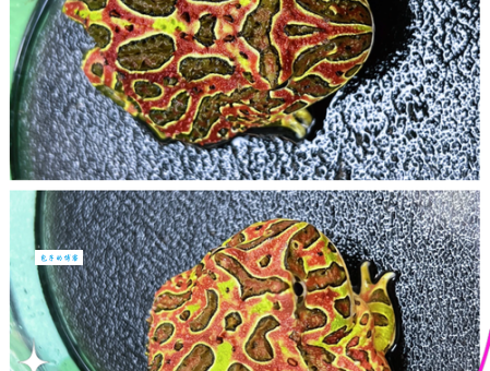 蝴蝶角蛙价格一般多少钱？新手养蛙必看！