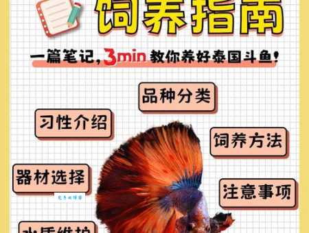 泰国斗鱼怎么养？新手入门看这篇准没错！