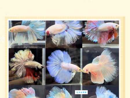 泰国斗鱼怎么养？新手入门看这篇准没错！