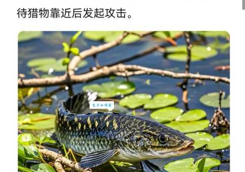 黑裙鱼好养吗？掌握这几点新手也能养好！