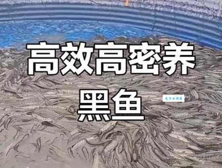 黑裙鱼好养吗？掌握这几点新手也能养好！