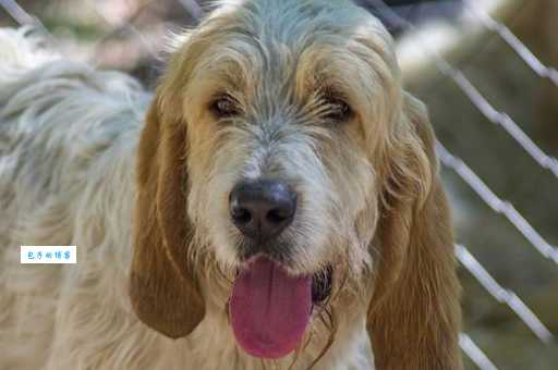 迷你贝吉格里芬凡丁犬智商高吗?带你了解它的聪明之处!