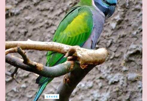 大绯胸鹦鹉多少钱一只？最新市场价分析！