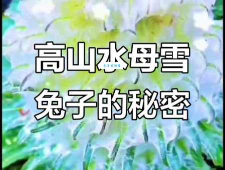 雪兔的脚有什么用？教你认识雪兔的特别之处