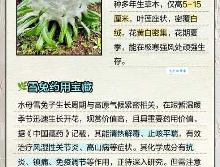 雪兔的脚有什么用？教你认识雪兔的特别之处