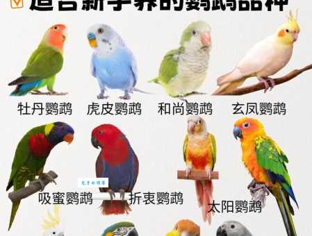 费氏情侣鹦鹉好养吗？资深鸟友分享饲养经验！