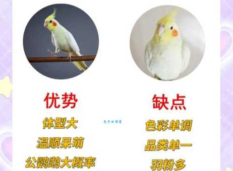 费氏情侣鹦鹉好养吗？资深鸟友分享饲养经验！