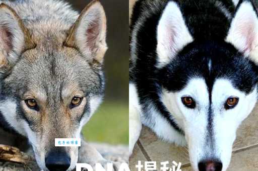 揭秘哈士奇和狼的区别！原来它们有这些不同之处！