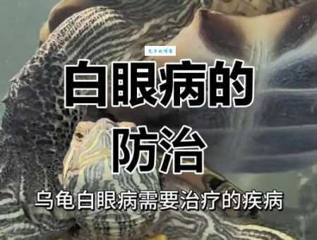 巴西龟常见疾病有哪些？预防治疗方法全知道！