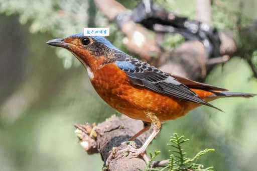 白喉矶鸫长啥样？教你快速识别这种美鸟！