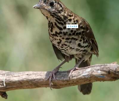 白喉矶鸫长啥样？教你快速识别这种美鸟！