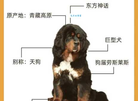 雪藏獒怎么养？新手铲屎官必看的饲养攻略！