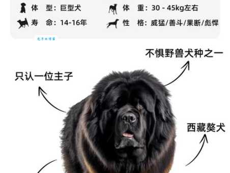 雪藏獒怎么养?新手铲屎官必看的饲养攻略!