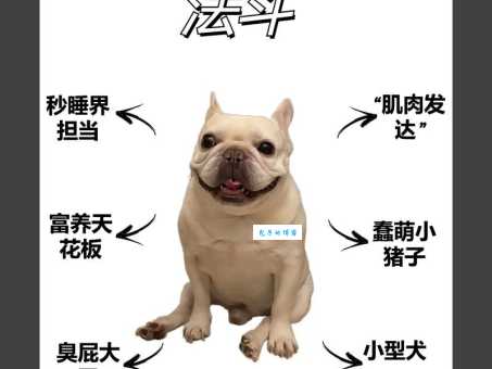 沉默的斗牛犬好养吗？饲养前你需要知道这些！