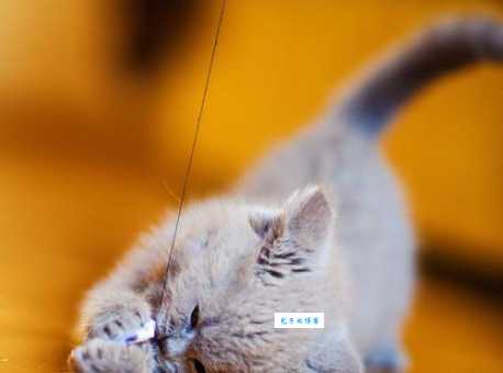 搓手猫会火多久？看这篇分析你就明白了！