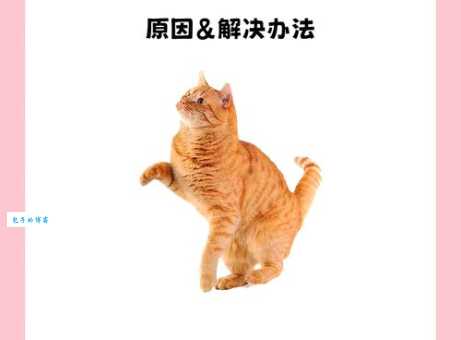 搓手猫会火多久？看这篇分析你就明白了！