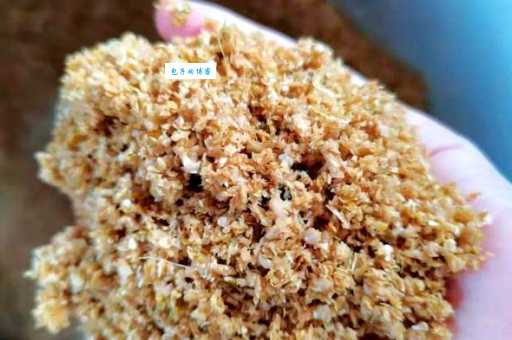 蝇蛆养殖技术新手入门：零基础也能轻松掌握！