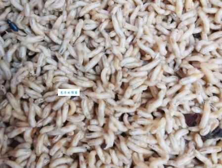 蝇蛆养殖技术新手入门：零基础也能轻松掌握！