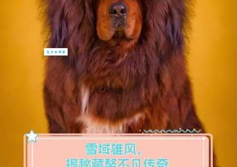 藏獒传奇：揭秘那些你不知道的震撼故事